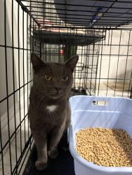 Found/Stray Male Cat last seen Where Bullstone Rd meets US-264 ALT E, Bailey, NC 27807