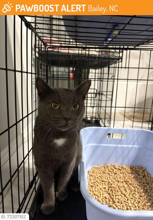 Found/Stray Male Cat last seen Where Bullstone Rd meets US-264 ALT E, Bailey, NC 27807