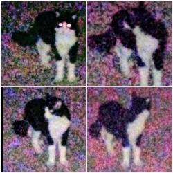 Found/Stray Unknown Cat last seen Apache trail and meridian, Mesa, AZ 85208