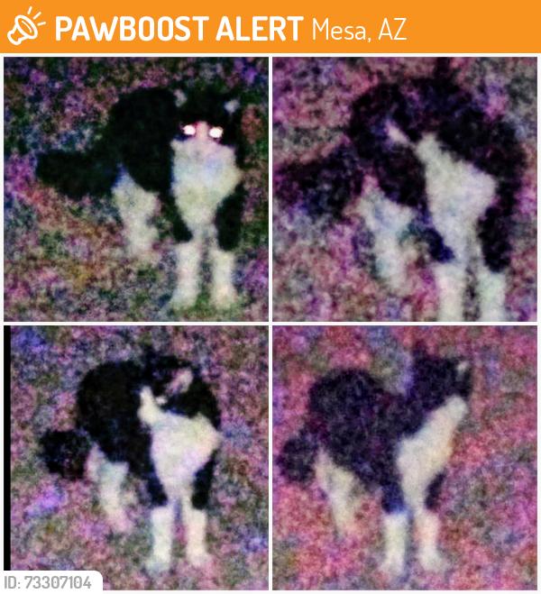Found/Stray Unknown Cat last seen Apache trail and meridian, Mesa, AZ 85208