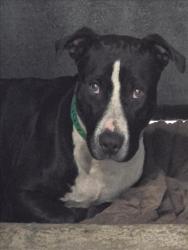 Shelter Stray Female Dog last seen , 957 N Gaffey St, San Pedro, CA 90731, USA