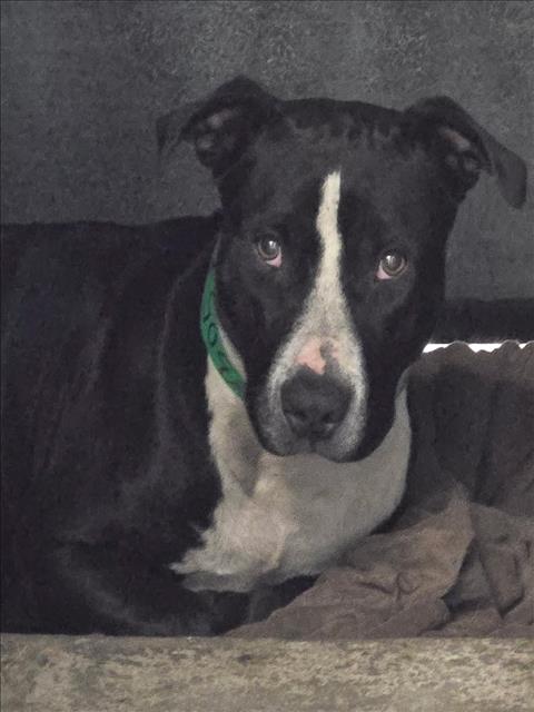 Shelter Stray Female Dog last seen , 957 N Gaffey St, San Pedro, CA 90731, USA