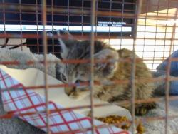 Shelter Stray Female Cat last seen MASONRY WAY/LANG AVE, 95823, 3839 Bradshaw Rd, Sacramento, CA 95827, USA