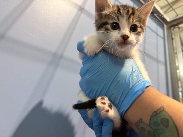 Shelter Stray Male Cat last seen 17TH AND COLWYN, 333 Chandler Pl, San Bernardino, CA 92408, USA