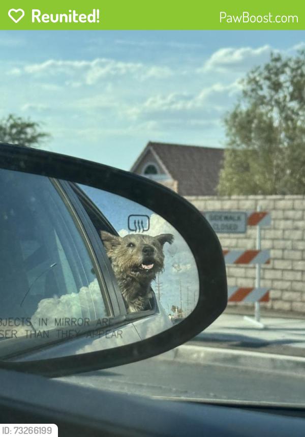 Reunited Female Dog last seen Near fwy, Barstow fwy, Apple Valley, CA 92307