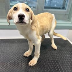 Shelter Stray Male Dog last seen Near 67th Ave, Oakland, CA, 1101 29th Ave, Oakland, CA 94601, USA