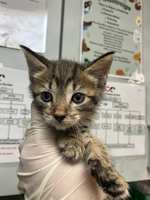 Shelter Stray Male Cat last seen Near BLOCK RICKMAN STREET, 2020 Forest St, Jacksonville, FL 32204, USA