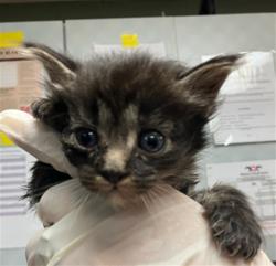 Shelter Stray Male Cat last seen Near BLOCK RICKMAN STREET, 2020 Forest St, Jacksonville, FL 32204, USA