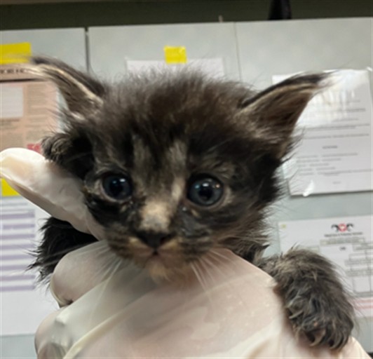 Shelter Stray Male Cat last seen Near BLOCK RICKMAN STREET, 2020 Forest St, Jacksonville, FL 32204, USA