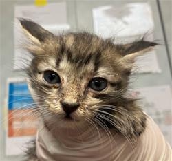 Shelter Stray Male Cat last seen Near BLOCK RICKMAN STREET, 2020 Forest St, Jacksonville, FL 32204, USA