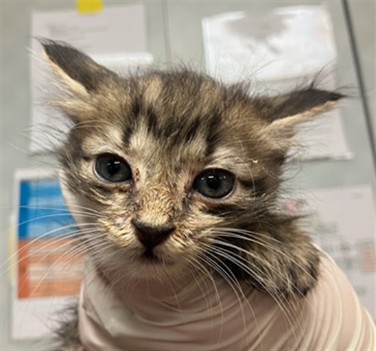 Shelter Stray Male Cat last seen Near BLOCK RICKMAN STREET, 2020 Forest St, Jacksonville, FL 32204, USA