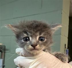 Shelter Stray Female Cat last seen Near BLOCK RICKMAN STREET, 2020 Forest St, Jacksonville, FL 32204, USA