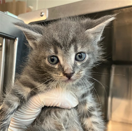 Shelter Stray Male Cat last seen Near BLOCK RICKMAN STREET, 2020 Forest St, Jacksonville, FL 32204, USA