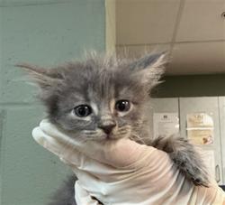 Shelter Stray Female Cat last seen Near BLOCK RICKMAN STREET, 2020 Forest St, Jacksonville, FL 32204, USA
