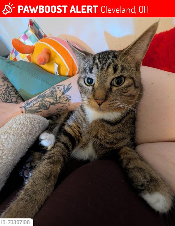 Lost Male Cat last seen Puritas, Cleveland, OH 44135