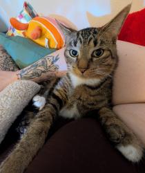 Lost Male Cat last seen Puritas, Cleveland, OH 44135