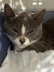 Found/Stray Unknown Cat last seen Bullstone Rd meets US-264 ALT E, Bailey, NC 27807