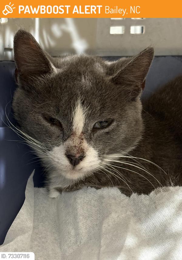 Found/Stray Unknown Cat last seen Bullstone Rd meets US-264 ALT E, Bailey, NC 27807