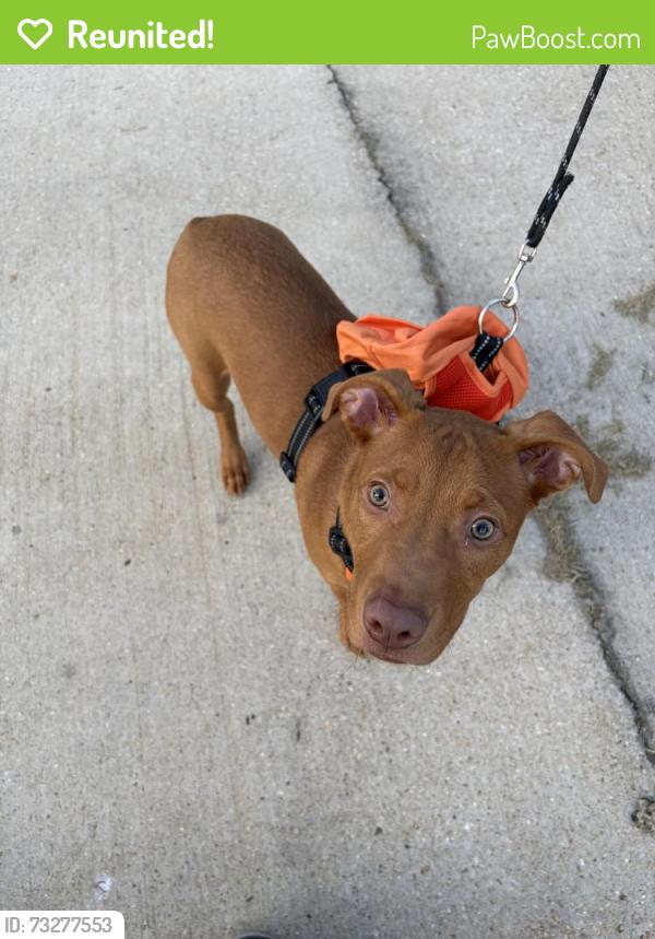 Reunited Female Dog last seen Tiger bend and green trails, Baton Rouge, LA 70817
