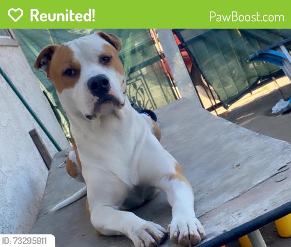 Reunited Male Dog last seen Hazard and ward, Santa Ana, CA 92703