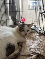 Found/Stray Male Cat last seen Bullstone Rd meets US-264 ALT E, Bailey, NC 27807