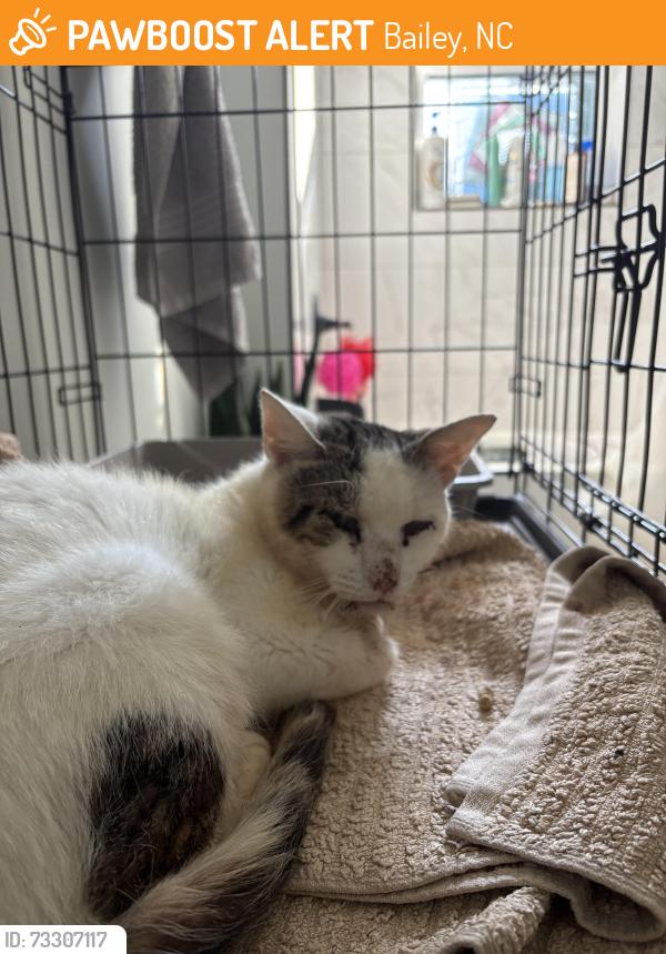 Found/Stray Male Cat last seen Bullstone Rd meets US-264 ALT E, Bailey, NC 27807