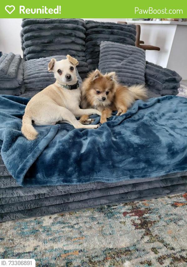 Reunited Male Dog last seen Puget sound ave, Tacoma, WA 98402