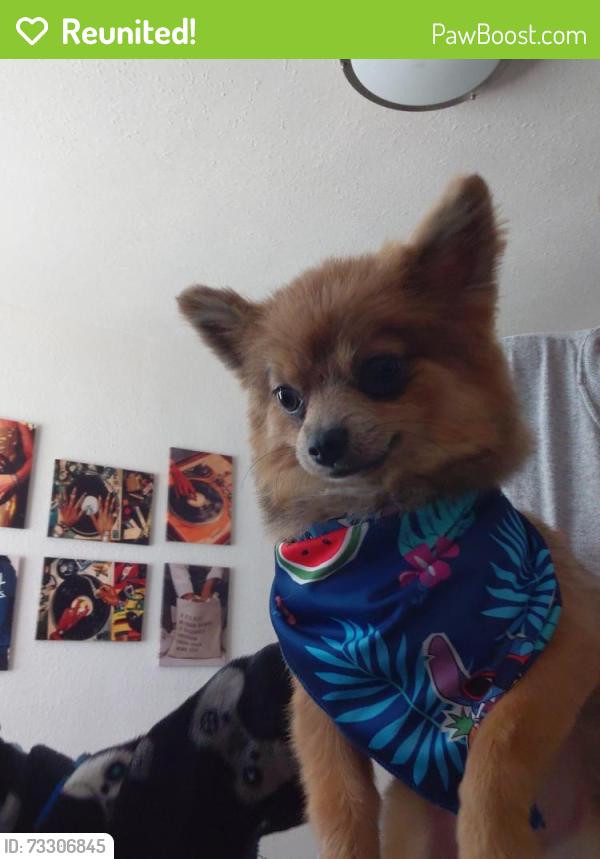 Reunited Female Dog last seen Puget sound ave, Tacoma, WA 98402