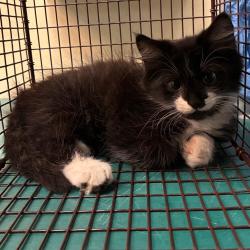 Shelter Stray Male Cat last seen , 361 S Raymond Ave, Pasadena, CA 91105, USA