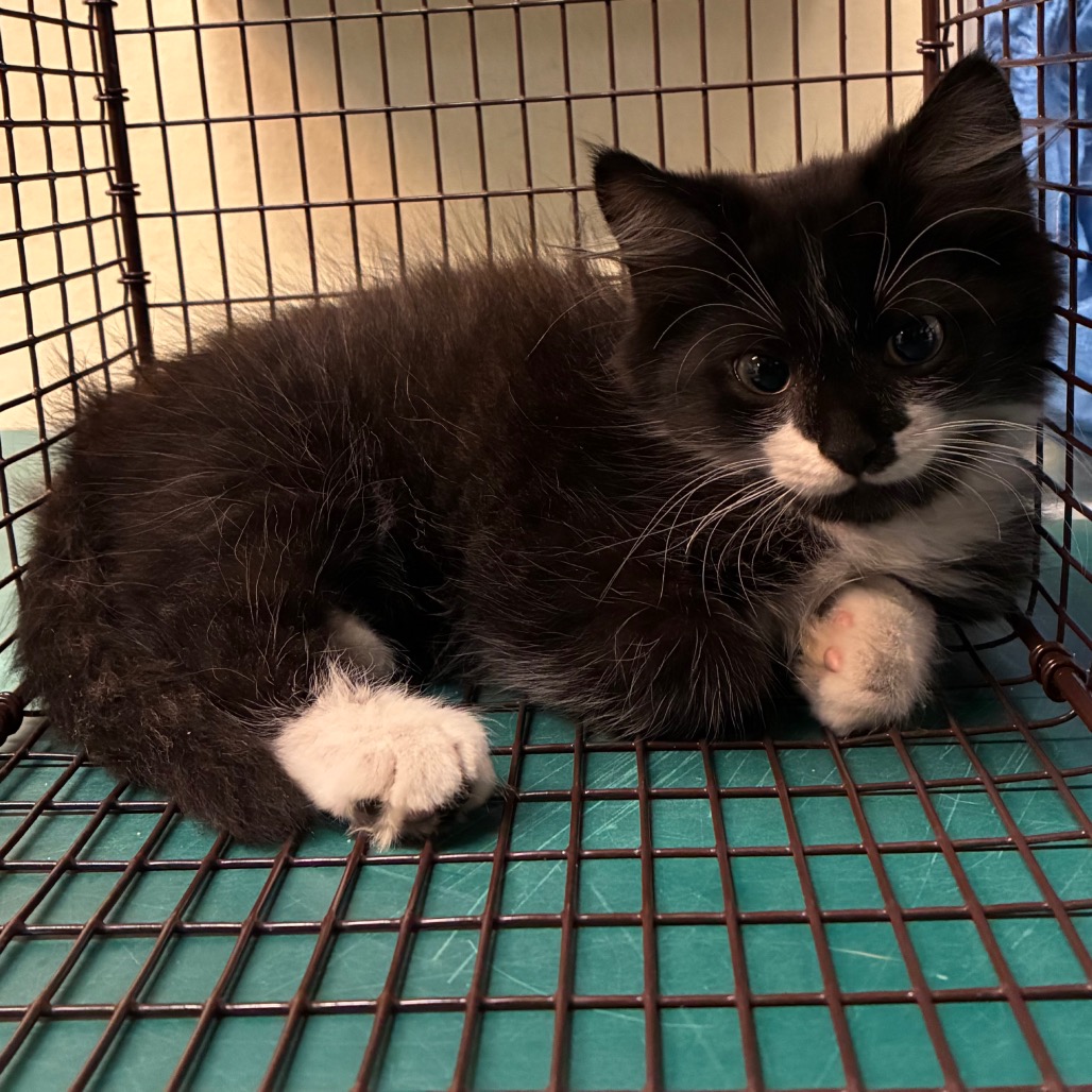 Shelter Stray Male Cat last seen , 361 S Raymond Ave, Pasadena, CA 91105, USA