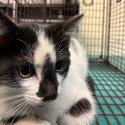 Shelter Stray Male Cat last seen , 361 S Raymond Ave, Pasadena, CA 91105, USA