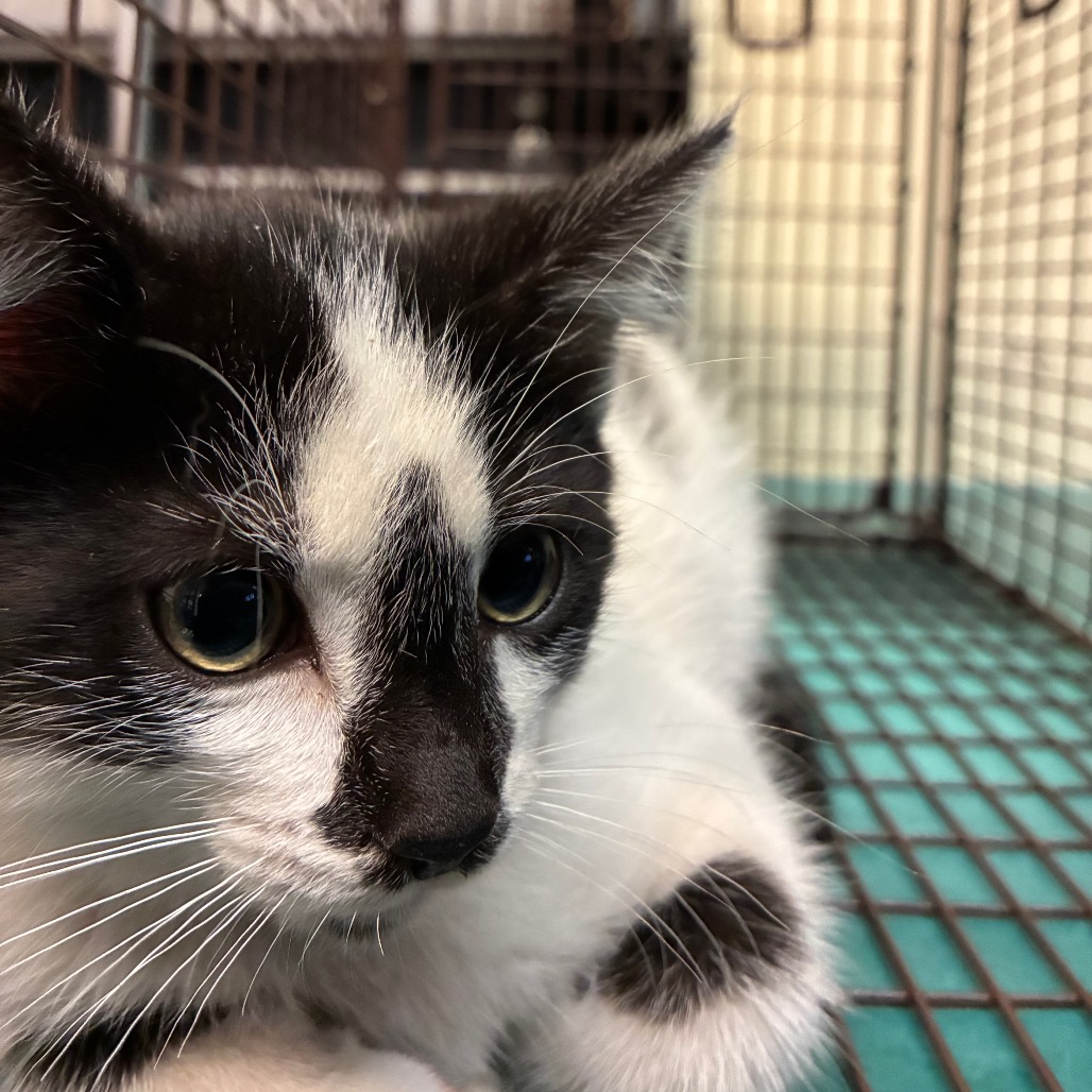 Shelter Stray Male Cat last seen , 361 S Raymond Ave, Pasadena, CA 91105, USA