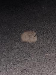 Found/Stray Unknown Cat last seen conoco, Idaho Falls, ID 83402