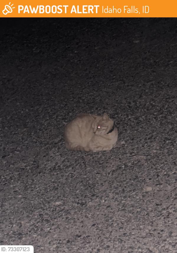 Found/Stray Unknown Cat last seen conoco, Idaho Falls, ID 83402