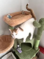 Lost Male Cat last seen ivory way and s goldenrod Orlando near dollar general, Orlando, FL 32822