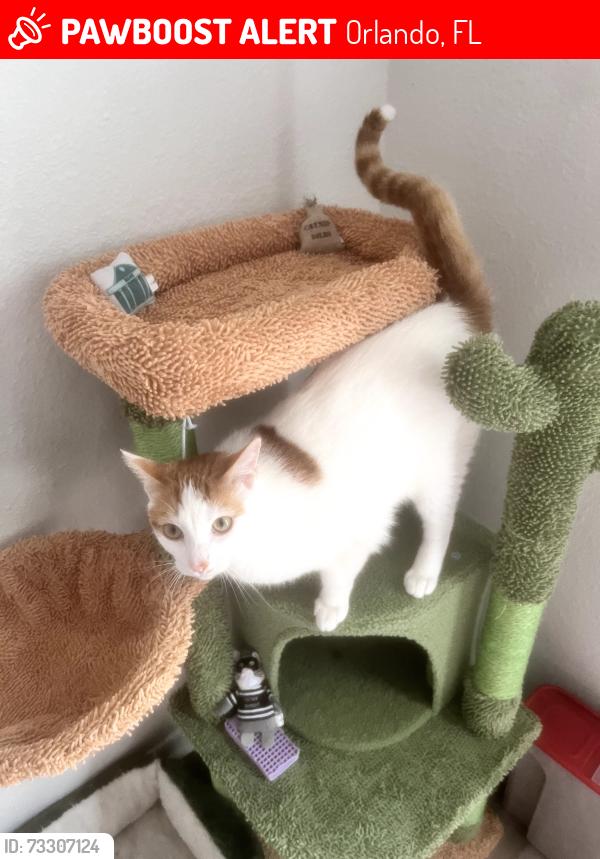 Lost Male Cat last seen ivory way and s goldenrod Orlando near dollar general, Orlando, FL 32822