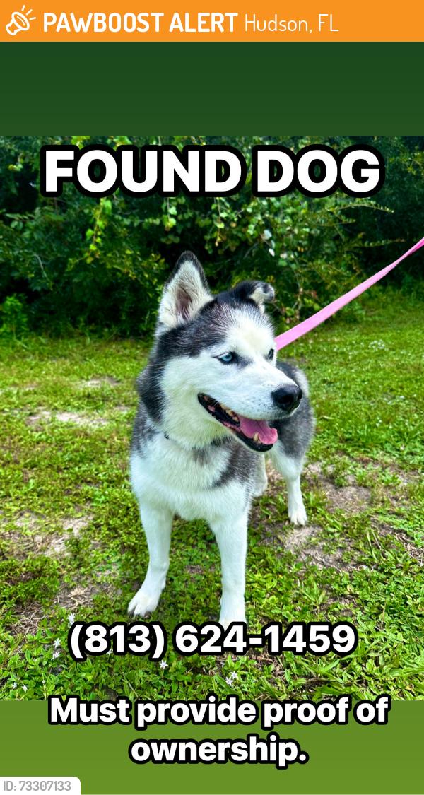 Found/Stray Female Dog last seen delmar/puffin, Hudson, FL 34667