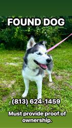 Found/Stray Female Dog last seen delmar/puffin, Hudson, FL 34667