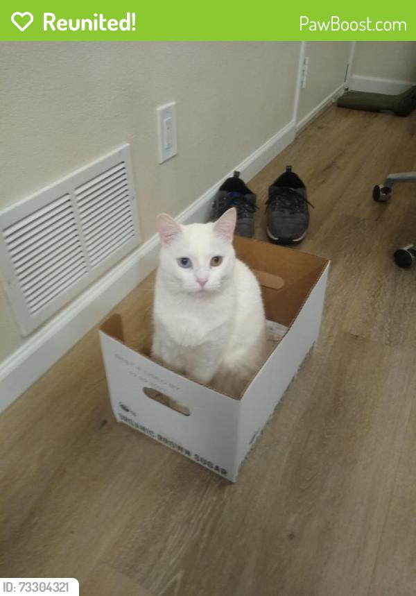 Reunited Female Cat last seen Near th and sandy, Portland, OR 97220