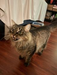 Reunited Male Cat last seen Near 121 St Surrey BC V3W 0J6, Surrey, BC V3W 0J6