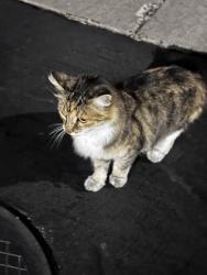 Found/Stray Female Cat last seen Cameron Cir milpitas, Milpitas, CA 95035