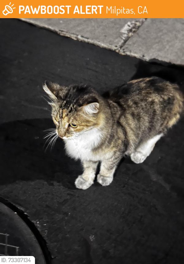 Found/Stray Female Cat last seen Cameron Cir milpitas, Milpitas, CA 95035