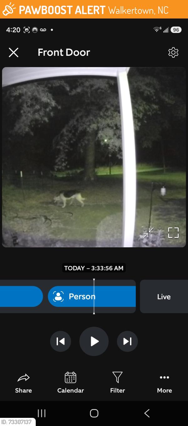 Found/Stray Unknown Dog last seen Between Williston and Old Hollow Rd/66, Walkertown, NC 27051