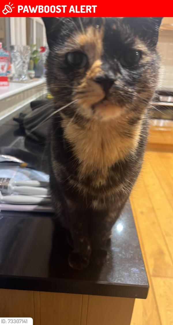 Lost Female Cat last seen Near bracken hill, Gunnerton, England NE48 4BF