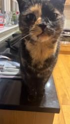 Lost Female Cat last seen Near bracken hill, Gunnerton, England NE48 4BF