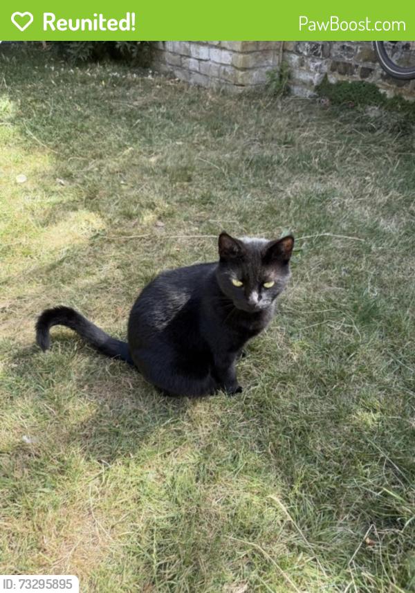 Reunited Female Cat last seen Near home, Greater London, England SW12 9LH