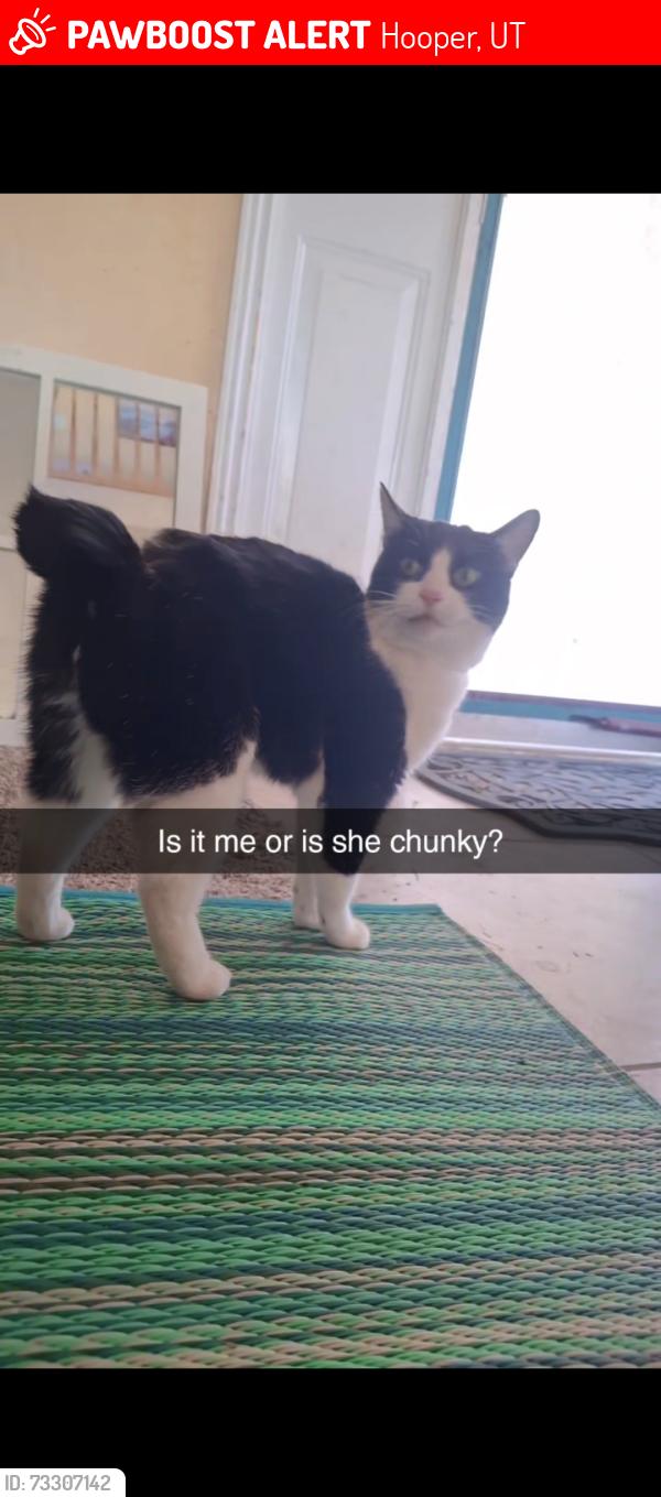 Lost Female Cat last seen Hooper, UT 84315, Hooper, UT 84315