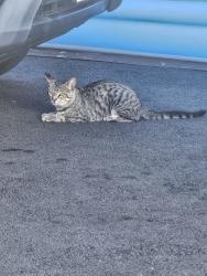 Found/Stray Unknown Cat last seen Hillside, Paterson, NJ 07502