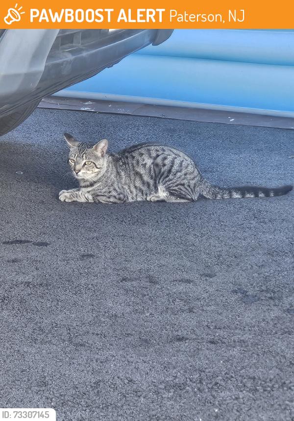 Found/Stray Unknown Cat last seen Hillside, Paterson, NJ 07502