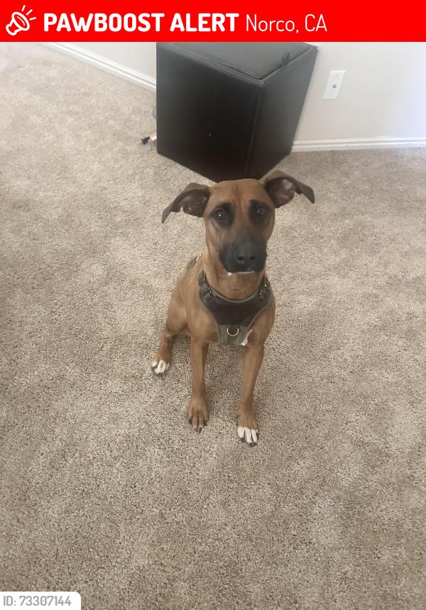 Lost Female Dog last seen Hillside ave and El Paso, Norco, CA 92860